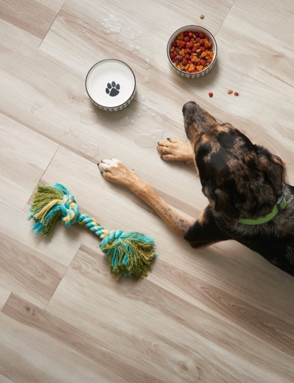 Dog on Vinyl flooring | Design Waterville