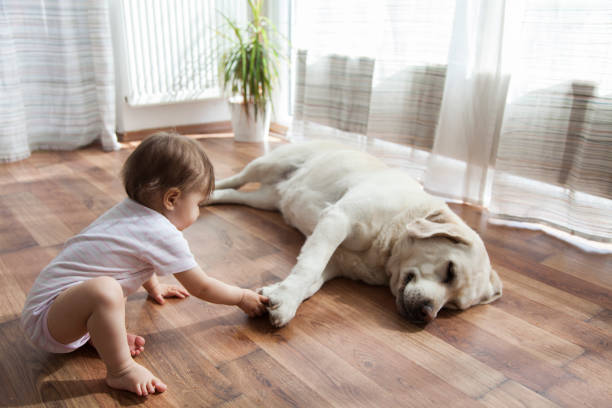 Kid playing with dog | Design Waterville
